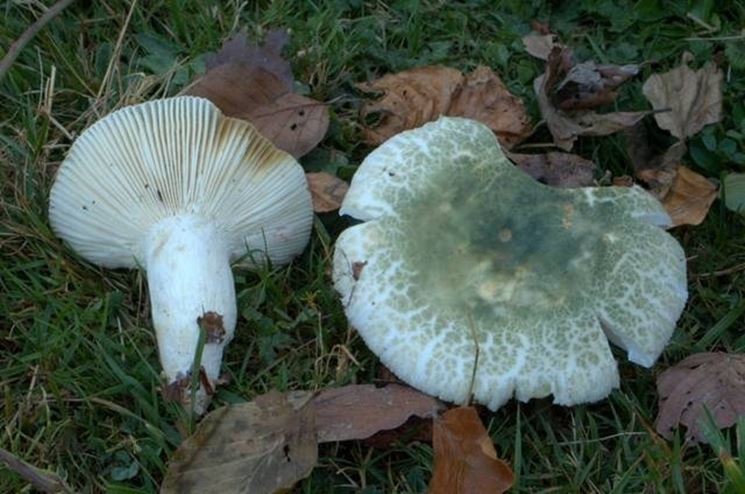 Due esemplari tipici di Russula virescens