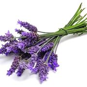 pianta di lavanda