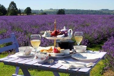 infuso di lavanda