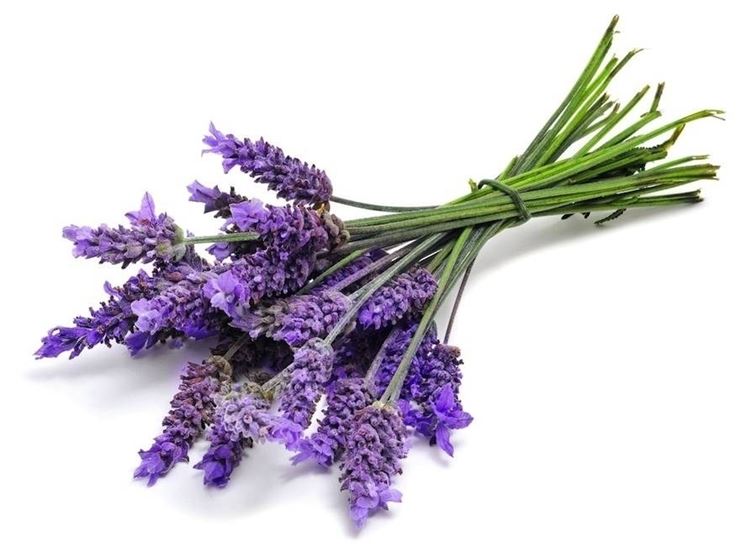 pianta di lavanda