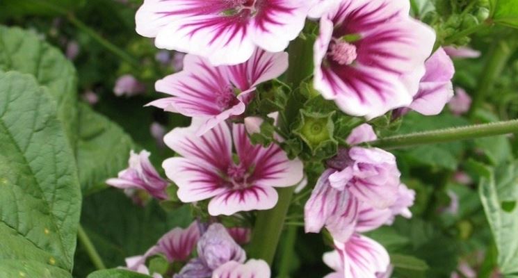 Fiori di malva