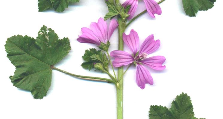 Pianta di malva