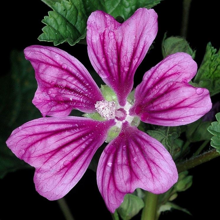 Fiore di malva