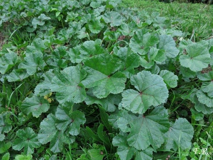 Infuso di malva - Infusi - Come preparare un infuso di malva