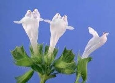 Fiore di melissa officinalis