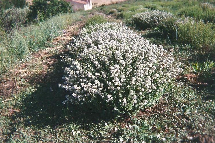 Piante di origano in fiore