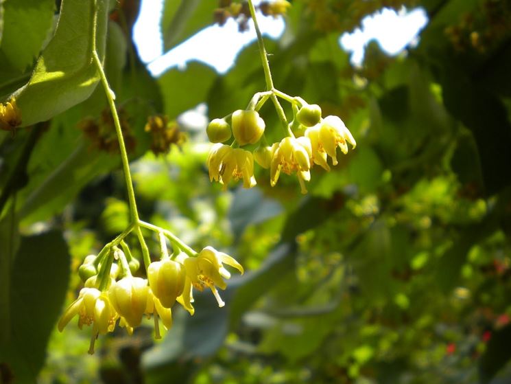 Fiore di tiglio