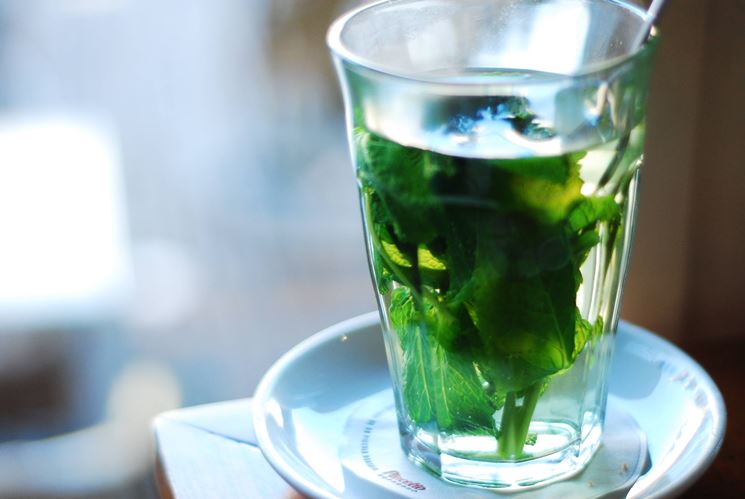 infuso menta