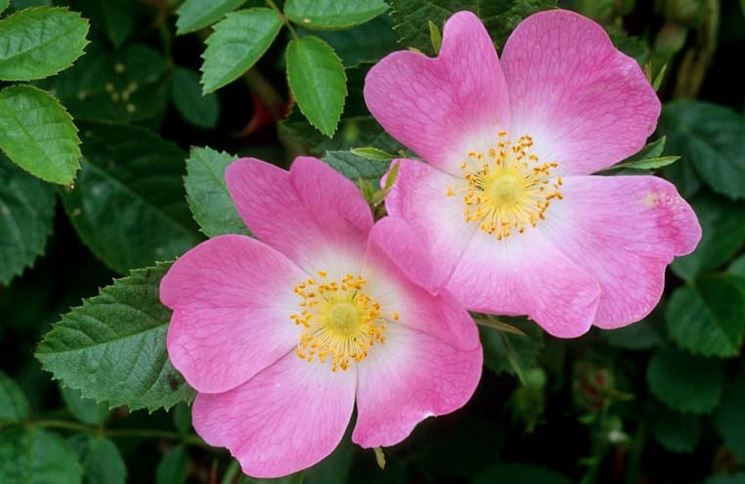 fiore rosa canina