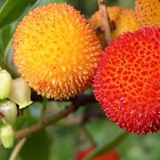 fiori e frutti di corbezzolo