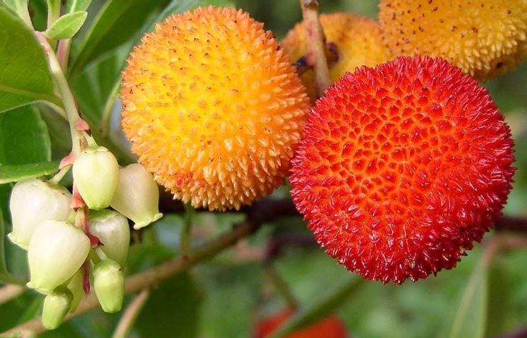 fiori e frutti di corbezzolo