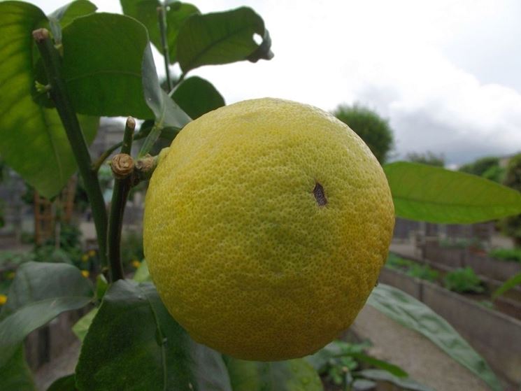 Un frutto di pompelmo