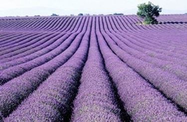 lavanda