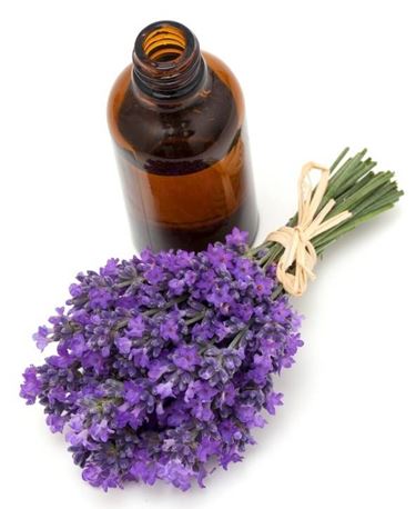 olio lavanda