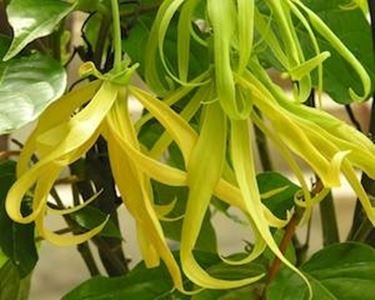 Ylang ylang