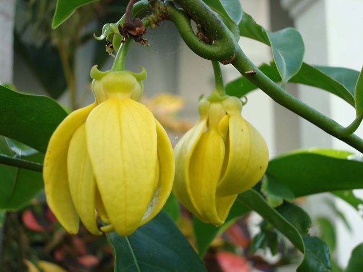 Ylang ylang