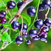 Pianta di Ribes Nigrum perfetto sostituto del cortisone