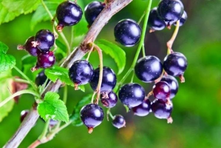 Pianta di Ribes Nigrum perfetto sostituto del cortisone