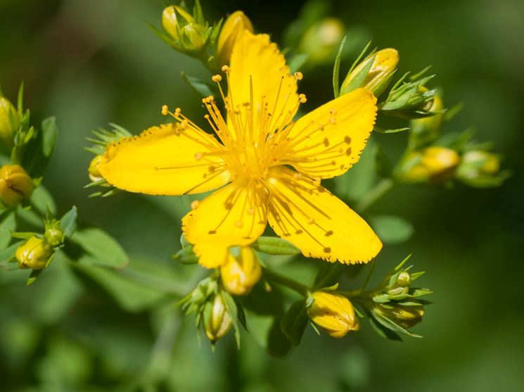 Pianta dell'Hypericum perforatum utilissima per curare problemi alla cervicale