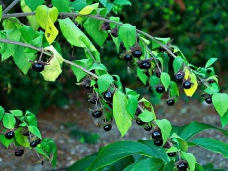 Pianta di Belladonna efficace contro l'influenza e il mal di testa