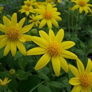 arnica