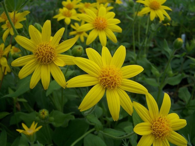 arnica