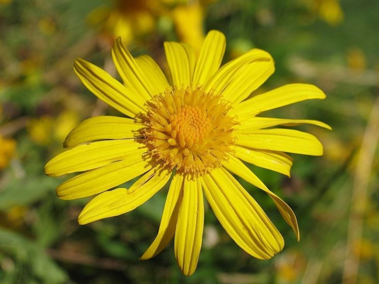 arnica