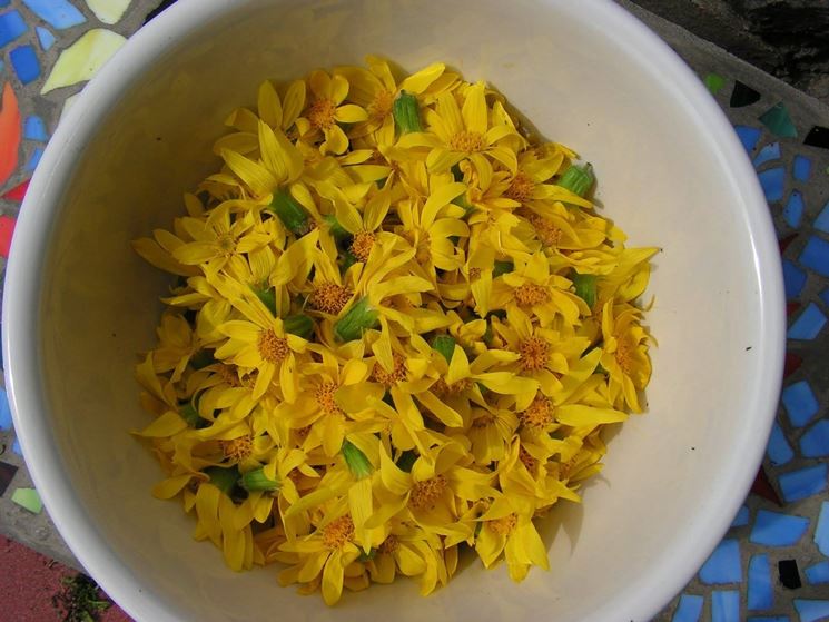 arnica fiori