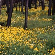 coltivazione di Arnica Montana