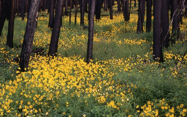 coltivazione di Arnica Montana