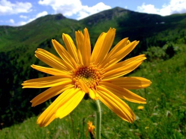 Arnica nel dettaglio