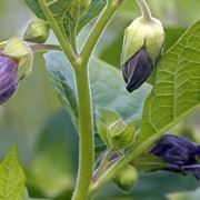 Pianta in fiore di Belladonna