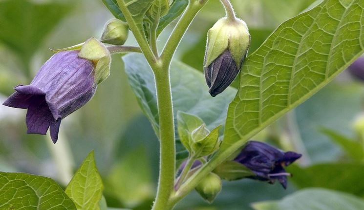 Pianta in fiore di Belladonna