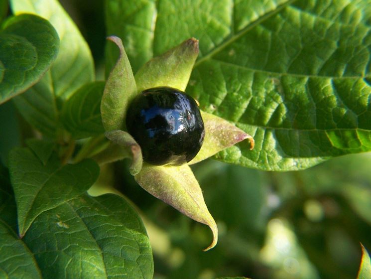 Bacche di belladonna