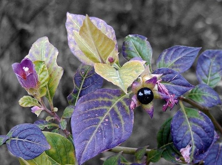 Belladonna omeopatica