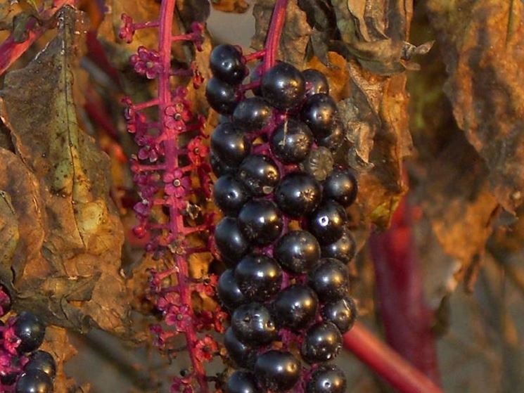 Fitolacca contro mal di gola