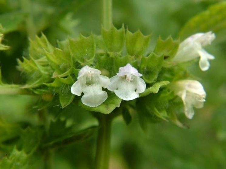 I fiori di melissa sono particolarmente indicati per le classiche nausee mattutine