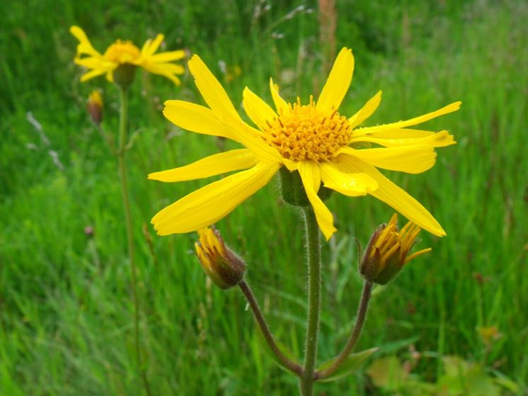 Fiore della Arnica Montana ottimo rimedio omeopatico contro i principi di aborto