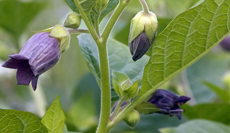 Fiore di Belladonna, pianta utile in caso di febbre durante la gravidanza