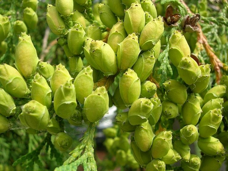 Coni di Thuja Occidentalis