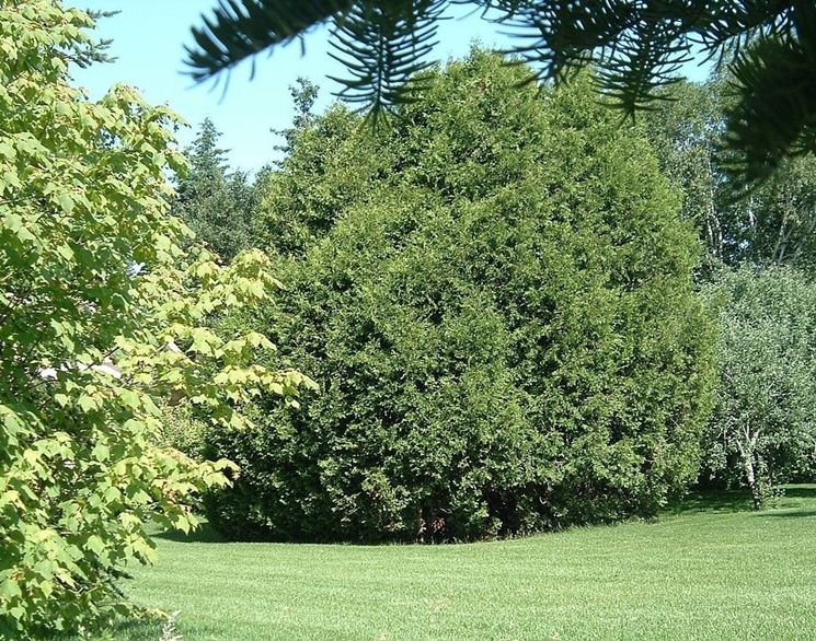 Bosco di Thuja Occidentalis