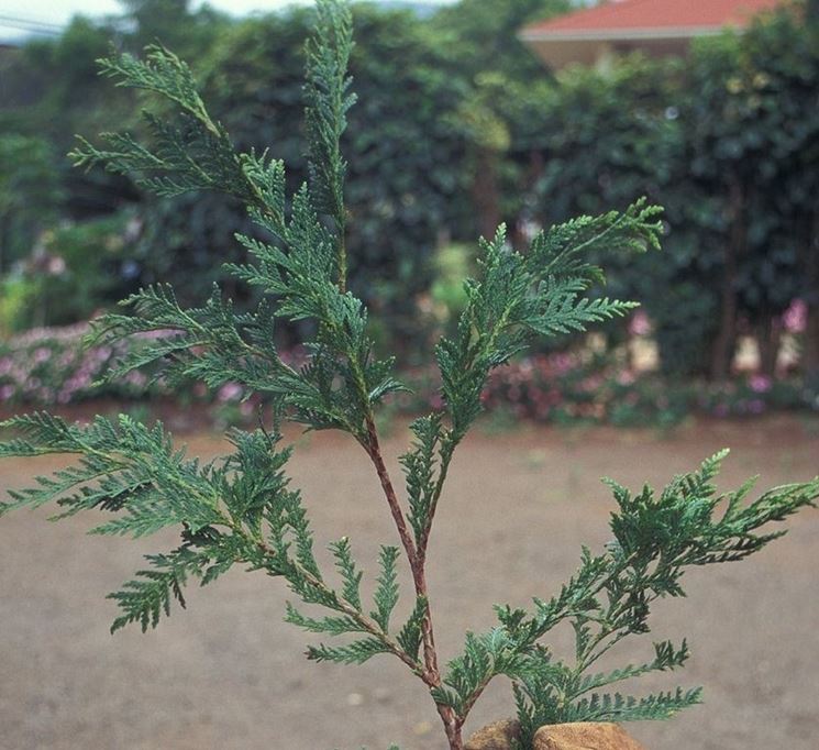 Rametto di Thuya Occidentalis