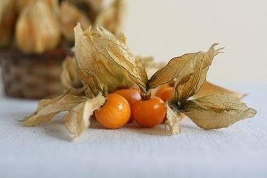 Physalis alkekengi