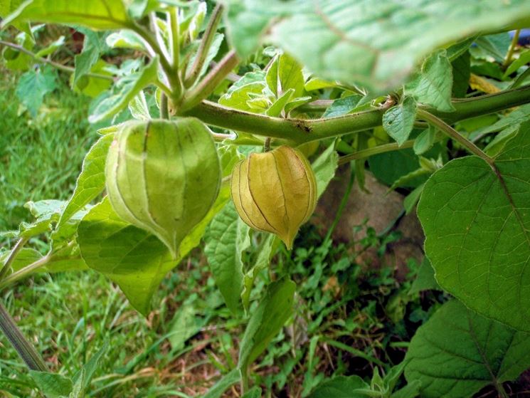 Physalis peruviana