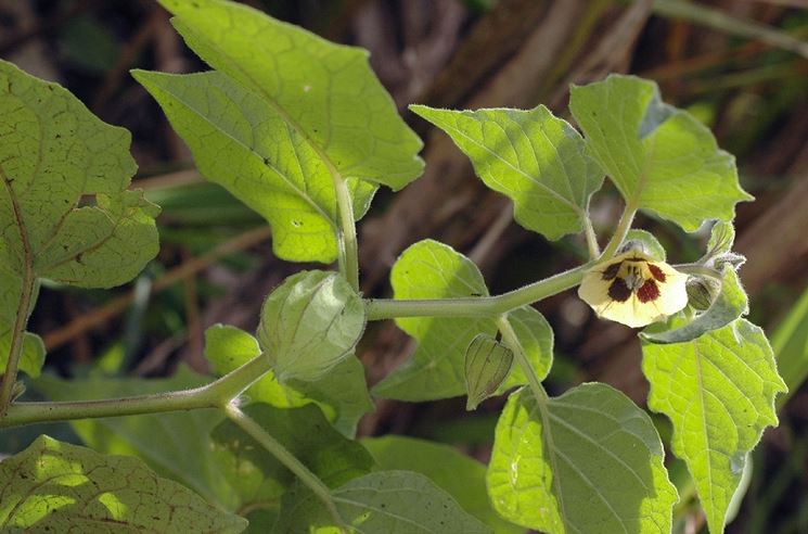 Coltivazione Physalis peruviana 