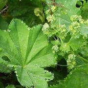 alchemilla