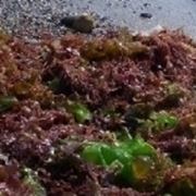 Alghe noori