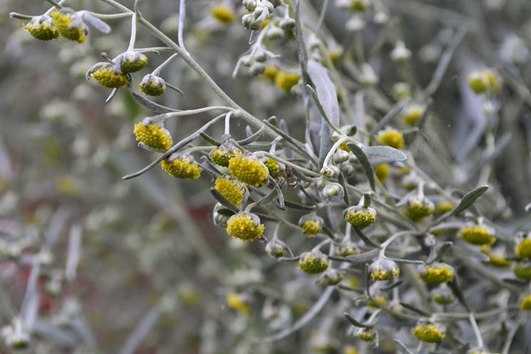 Infiorescenze di artemisia