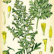 artemisia fiore