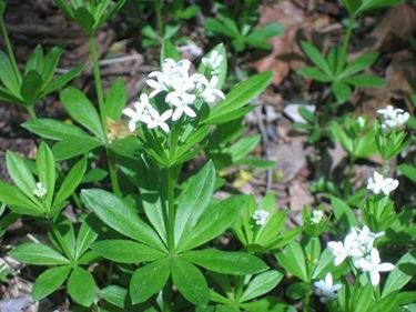 Asperula